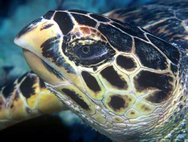 What is the scientific name of tsubaki? hawksbill sea turtle - Screen 3 on FlowVella - Presentation Software for Mac iPad and iPhone