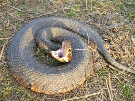 Check spelling or type a new query. Cotton Mouth Water Moccasin - Singles And Sex