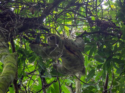 Can you hold a sloth, and should you?