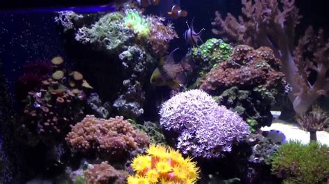 Saltwater Biocube 29 Gallon Youtube