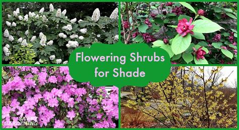 Zone 5 Shrub Varieties Growing Shrubs In Zone 5 Gardens