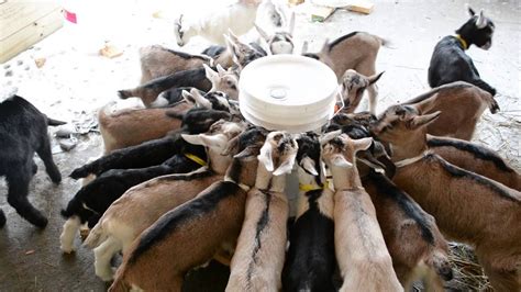 Meal Time Hungry Baby Goats Youtube
