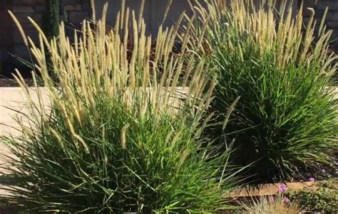 Synonyms pennisetum orientale 'fairy tails'. Pennisetum 'Fairy Tails'