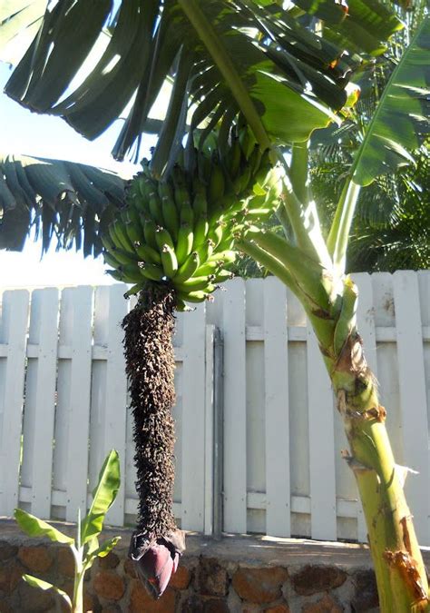 A Banana Tree In Front Of A White Fence