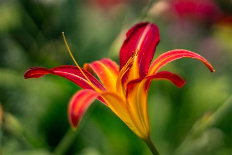 Download high quality flower pictures for your mobile, desktop or website. Free Images : nature, flower, close up, petal, free image ...
