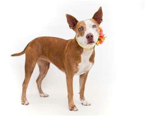 If an omission or an untruth is discovered after an adoption has been completed, the spca/humane society of prince george's county (pgspca) reserves the right to. Adoptable Dogs from Orange County Animal Services, Orlando ...