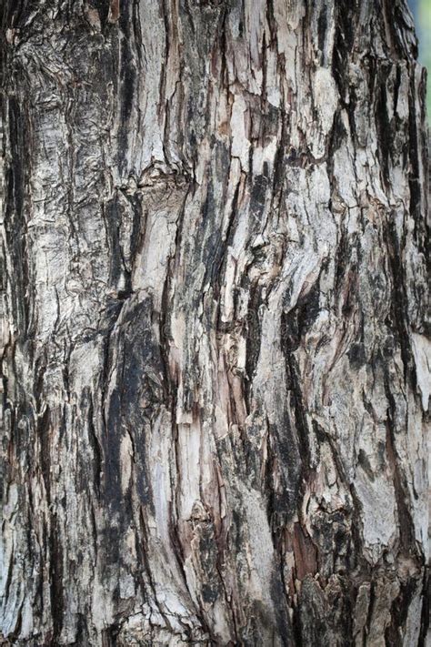 Dark Tree Bark Stock Photo Image Of Aging Natural Dark 56741930