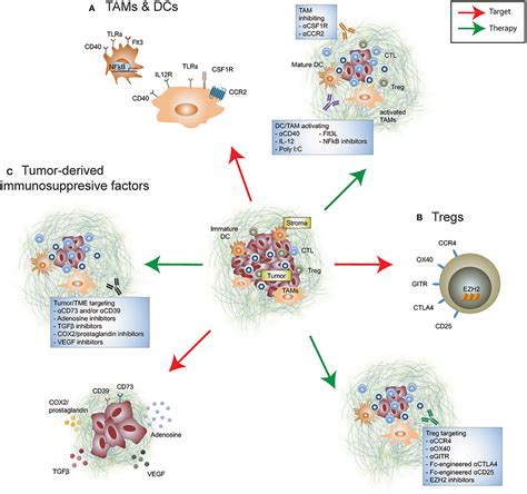 Frontiers Re Education Of The Tumor Microenvironment With Targeted