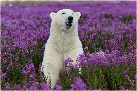 I See Purple Polar Bear Animals Wild Polar