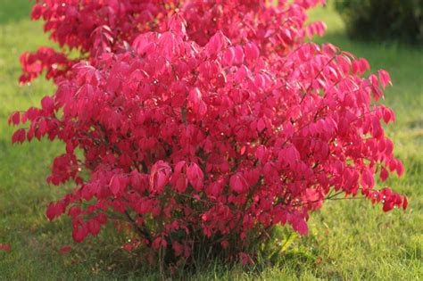 Découvrez une liste de plantes qui n'aiment pas le soleil ! Aménagement d'une cour d'école: l'art de bien utiliser les ...