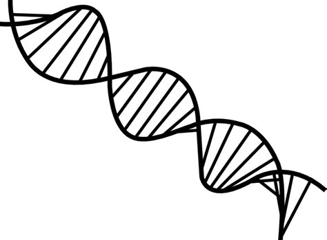 Dna Double Helix Drawing Free Download On Clipartmag
