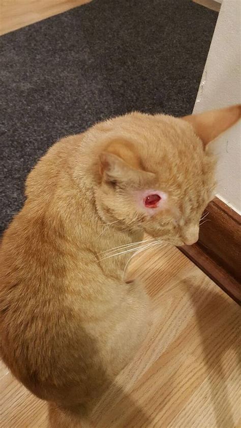 Symptoms of a ruptured eardrum include ringing, hearing loss, and loss of balance. Shock after cat shot in the head in Lincolnshire ...