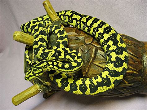 Keep the cage warm and humid and provide plenty of branches for climbing. Pin on Snakes