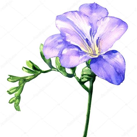 Delicate Lilac Freesia Flower Blossom Isolated On White Watercolor