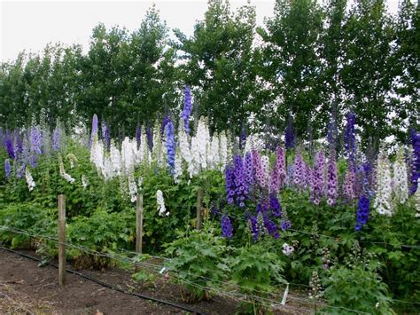 Delphiums Amazing Gardens Delphinium Cottage Garden