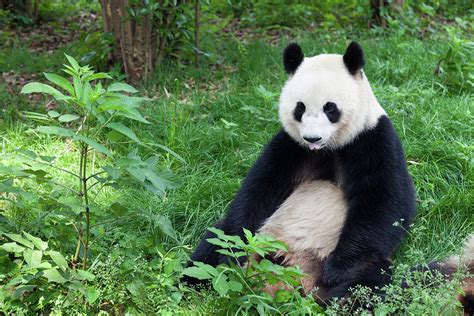 Great Panda Showing Its Tongue By Fototrav