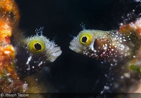 Study Healthy Coral Reefs Depend Most On The Tiniest Fish