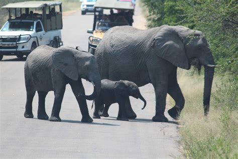 3 Day Kruger Park Safaris Africa Moja Tours