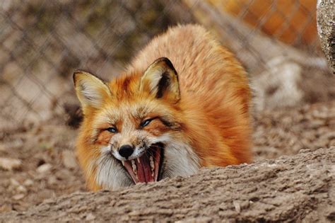 Free Images Nature Zoo Fauna Red Fox Vertebrate