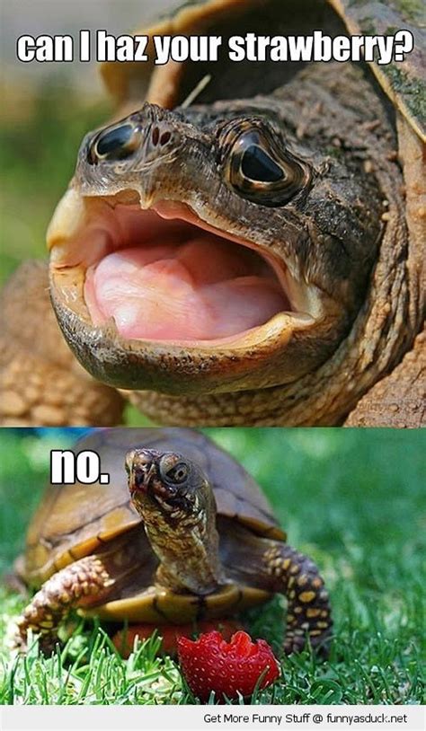 16 Funny Turtle Memes That Will Make You Lol I Can Has Cheezburger