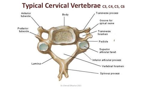 Features Of A Typical Vertebrae Cervical Axis Thoracic Lumbar