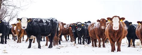 Winter Cattle Care Ozarks Farm And Neighbor Newspaper