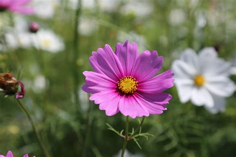 Mexican Aster Cosmos Flower Free Photo On Pixabay