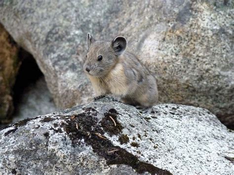 Pika Small Mammal High Altitude Adaptation And Conservation Britannica
