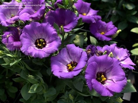 Plantfiles Pictures Prairie Gentian Lisianthus Texas Bluebell