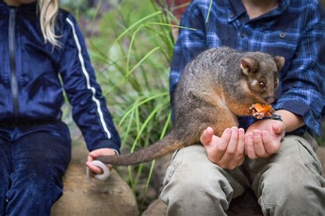 Skip Sydneys Typical City Zoo For An Australian Animal Park Where You
