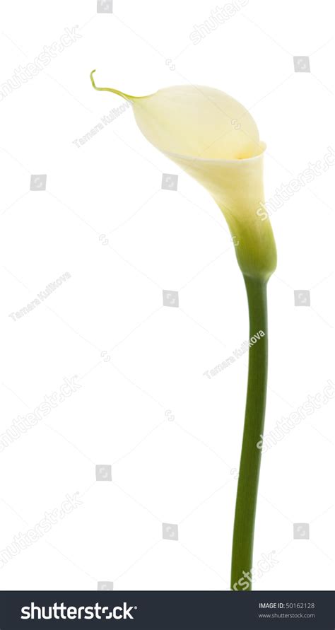 Single Calla Lily Isolated On White Background Stock Photo 50162128