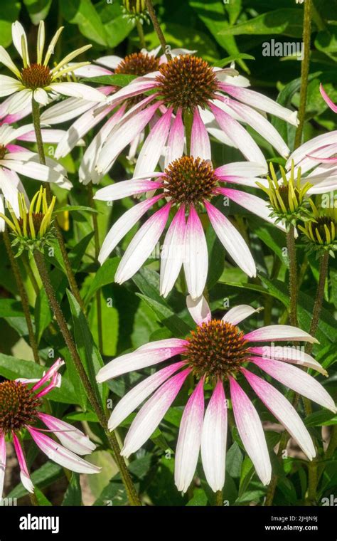 White Coneflowers Echinacea Pretty Parasols Pink Center Halo Flowers