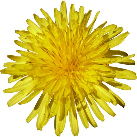 Download Yellow Dandelion Download Free Hq Image Hq Png