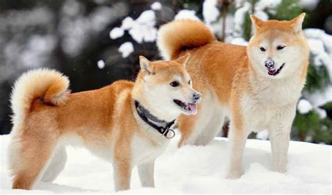 Shiba Inu Dog Breed Information And Images K9 Research