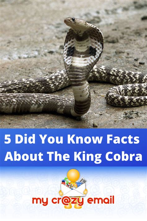 5 Did You Know Facts About The King Cobra Did You Know Facts Did You