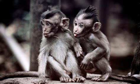Genetically Modified Monkeys Created To Help Scientists Study Autism