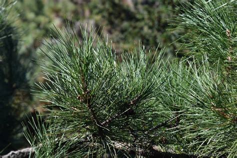Chinese Red Pine Stock Photo Image Of Tree Pine Outdoors 138552004