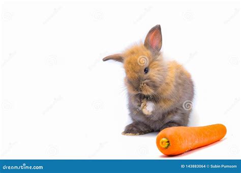 Cute Red Baby Easter Rabbit Eating Carrot Stock Photo Image Of Cute