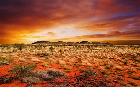 Red Sky And Landscape With Desert Grass And Plants Image Free Stock