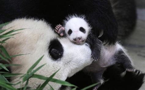 Pictures Of The Day 10 August 2016 Giant Panda Baby Panda Panda