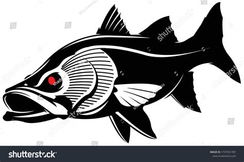 Snook Fish Illustration Fresh Unique Snook Stock Vector Royalty Free