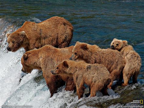 Bears Waterfall National Geographic Baby Animals