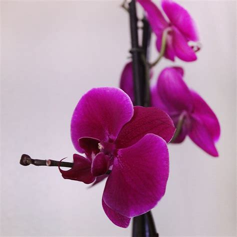 The Purple Orchid Spa Century City Cape Town