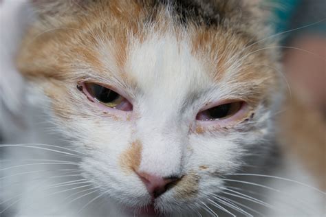 Cat Eye Discharge Medicine Overthrow Online Journal Photo Galery