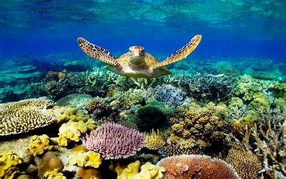Underwater Turtle Sea Coral Scene Desktop Swimming