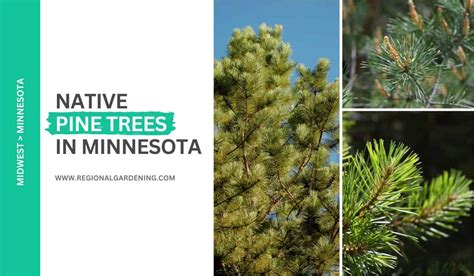 3 Native Pine Trees In Minnesota Pictures And Identification Regional