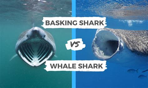 Basking Shark Vs Whale Shark Surfs Up Magazine