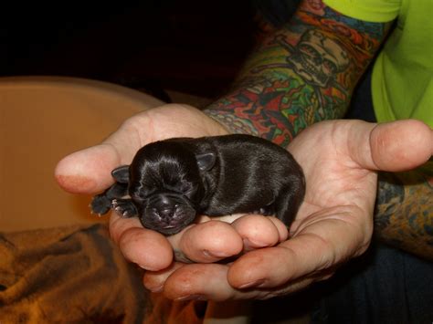 Pug Puppy Just After Birth And A Belly Full Of Mammas Milk Pug Mug