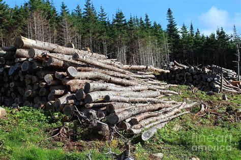 Hillside Wood Piles Photograph By Barbara A Griffin Pixels