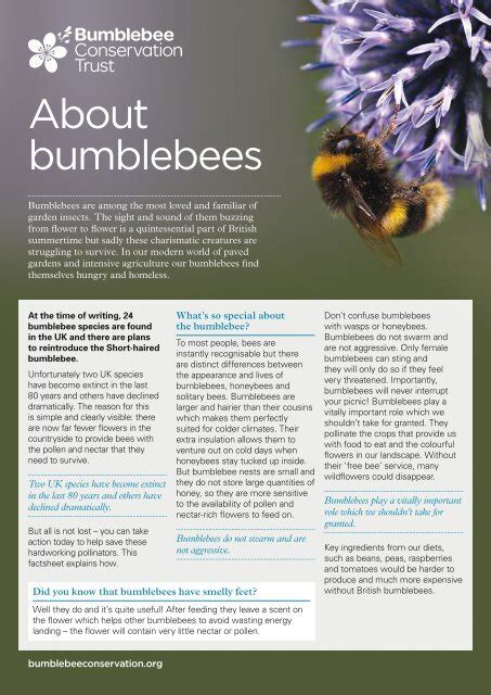 About Bumblebees Factsheet Bumblebee Conservation Trust